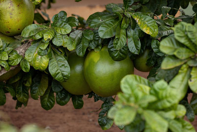 Close-up of apples on plant