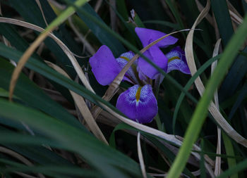 Close-up of purple crocus flowers blooming outdoors