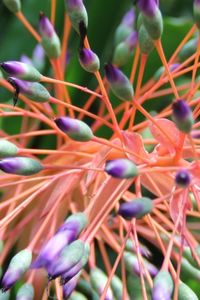 Close-up of purple flowers