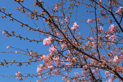 Low angle view of pink flowers on branch