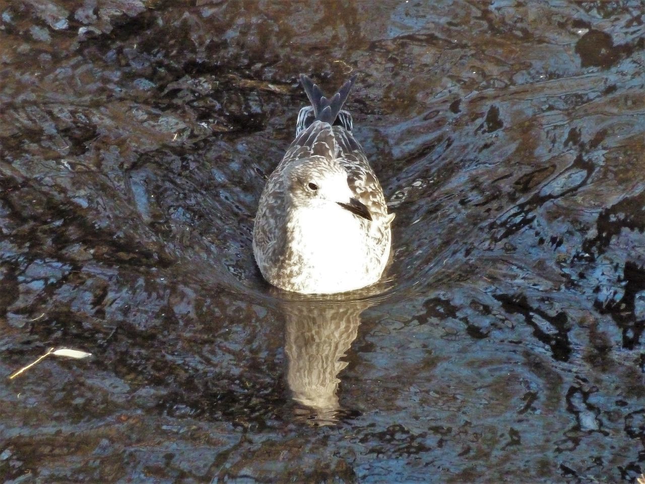 CLOSE-UP OF FISH SWIMMING IN LAKE