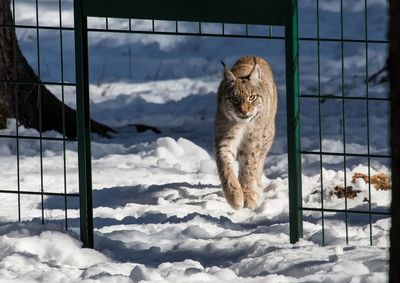 View of cat in snow