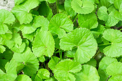 Close-up of centella asiatica leaves