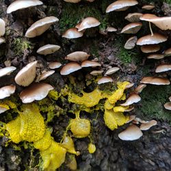 High angle view of mushrooms growing on land