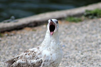 Close-up of bird on land