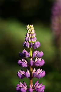 Close-up of fresh purple flowers blooming outdoors