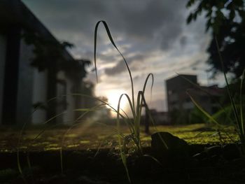 Close-up of grass on field against sky at sunset