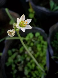 Close-up of white flowering plant