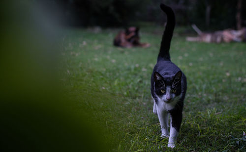Portrait of a cat on field