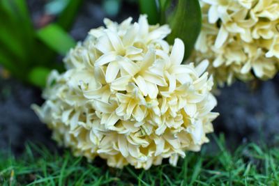 Close-up of flowers against blurred background