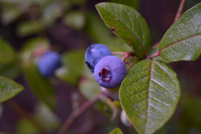 Close-up of fruit growing on plant