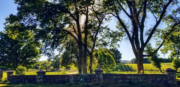 Trees in cemetery against sky