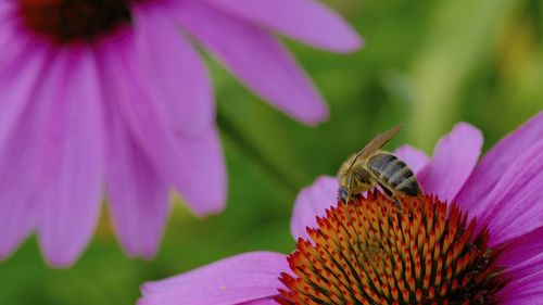 Close-up of bee pollinating on pink flower