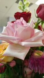 Close-up of pink flowers blooming outdoors