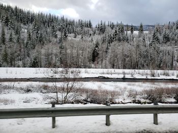 Trees on snow covered land against sky