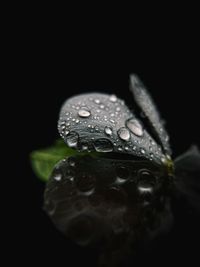 Close-up of raindrops on leaf against black background