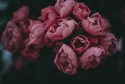 Close-up of pink rose bouquet