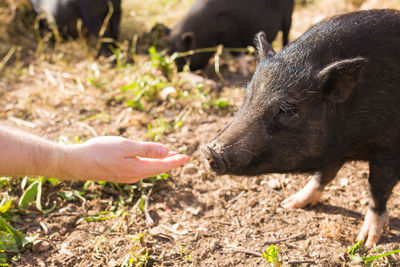 Close-up of a hand feeding