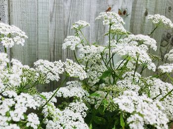 Close-up of flowers blooming in greenhouse