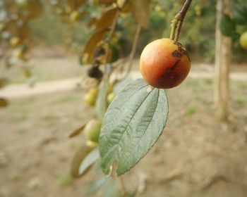 Close-up of fruit on tree