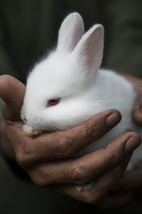 Cropped image of man holding young white bunny