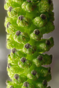 High angle view of vegetables