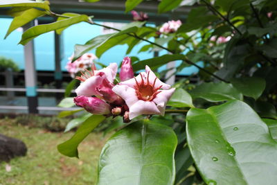 Close-up of pink flowering plant