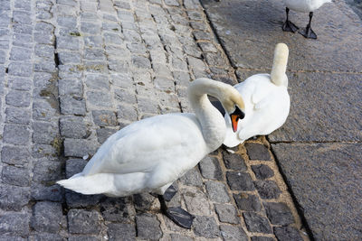 High angle view of white duck on footpath