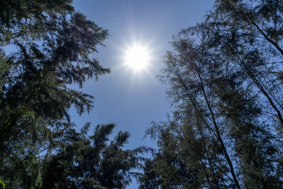 Low angle view of sunlight streaming through trees