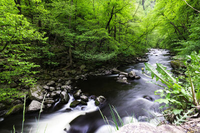 Stream flowing through rocks in forest