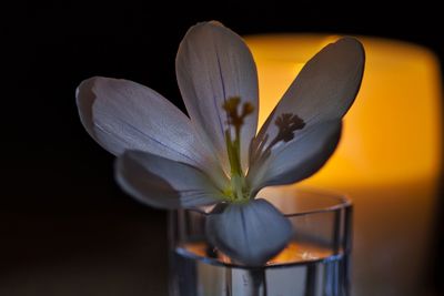 Close-up of flowers in vase