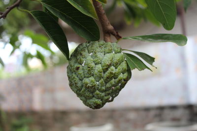 Close-up of berries growing on tree