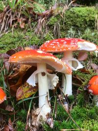 Close-up of fly agaric mushroom on field