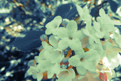 High angle view of flowering plant