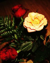 Close-up of flower blooming outdoors