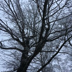 Low angle view of bare tree against clear sky