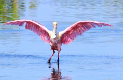 Bird flying over lake