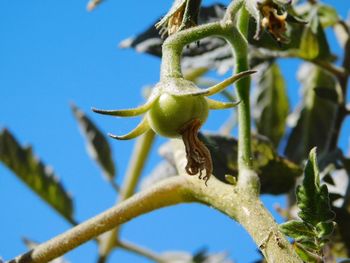 Close-up of lizard on plant against clear blue sky