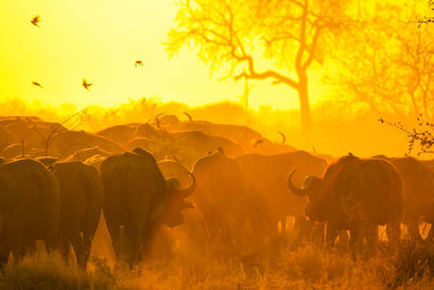 Buffalo herd on a golden misty morning