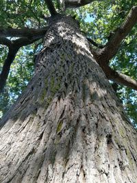 Low angle view of tree trunk