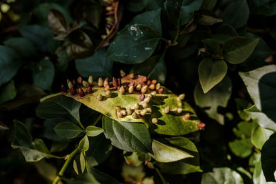 High angle view of leaves