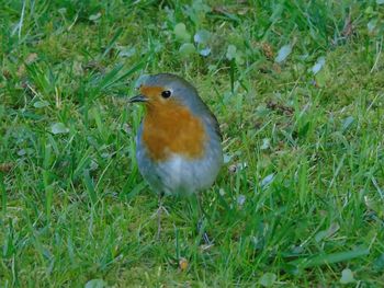 Close-up of bird perching on field