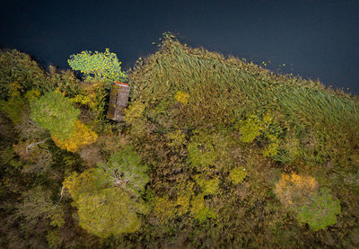 Plants growing on land against sky