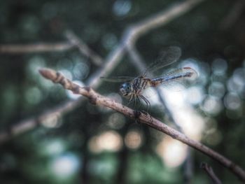 Close-up of insect on plant