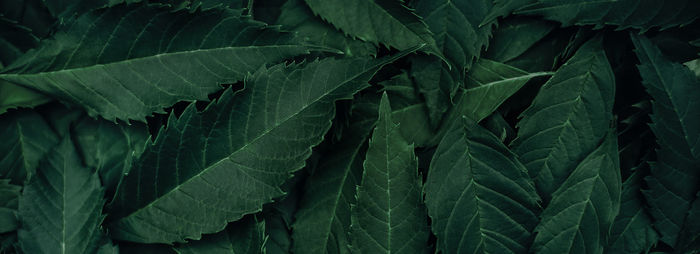 Full frame shot of green leaves