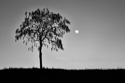 Silhouette tree on field against clear sky