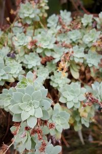 Close-up of plant growing on plant