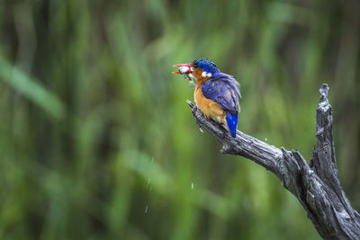 Close-up of bird perching on branch