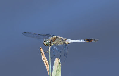 Low angle view of dragonfly on plant against clear sky