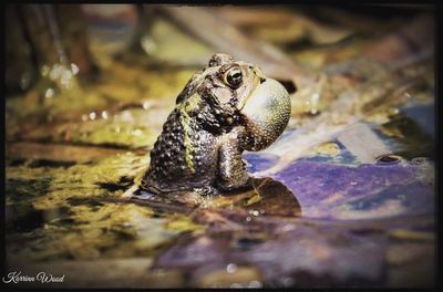 Close-up of frog swimming